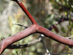 Imagem de Arctostaphylos glandulosa subsp. crassifolia (Jepson) P. V. Wells