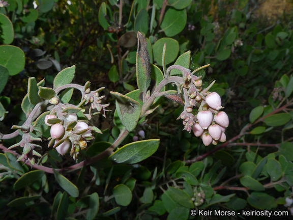 Imagem de Arctostaphylos glandulosa subsp. crassifolia (Jepson) P. V. Wells