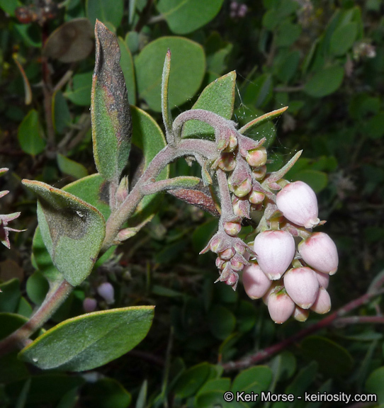 Imagem de Arctostaphylos glandulosa subsp. crassifolia (Jepson) P. V. Wells