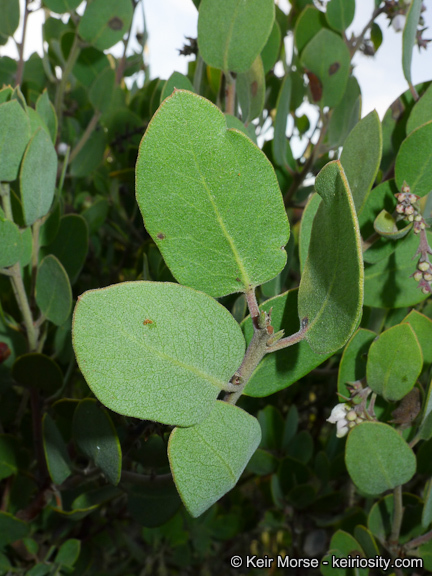 Imagem de Arctostaphylos glandulosa subsp. crassifolia (Jepson) P. V. Wells