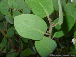 Imagem de Arctostaphylos glandulosa subsp. crassifolia (Jepson) P. V. Wells