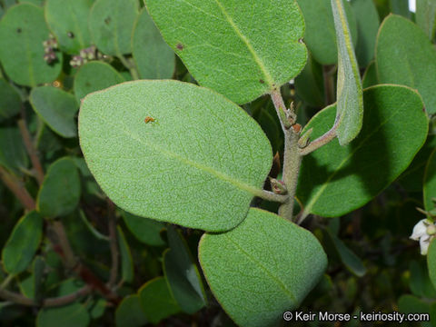 Image of Del Mar manzanita