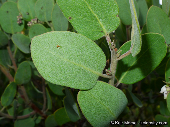 Imagem de Arctostaphylos glandulosa subsp. crassifolia (Jepson) P. V. Wells