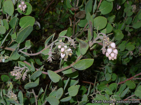 Слика од Arctostaphylos glandulosa subsp. crassifolia (Jepson) P. V. Wells