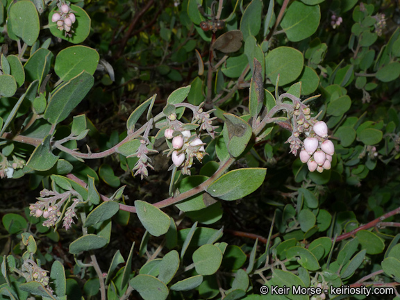 Imagem de Arctostaphylos glandulosa subsp. crassifolia (Jepson) P. V. Wells