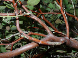 Imagem de Arctostaphylos glandulosa subsp. crassifolia (Jepson) P. V. Wells