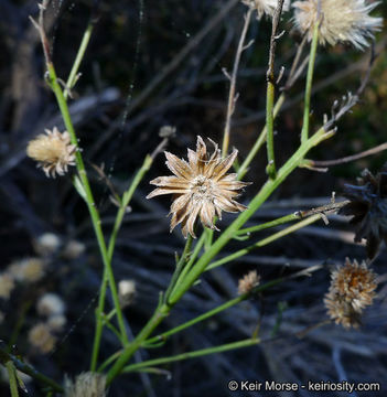 Plancia ëd Baccharis vanessae R. M. Beauchamp