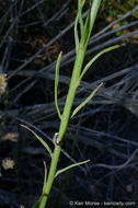 Image of Encinitis false willow