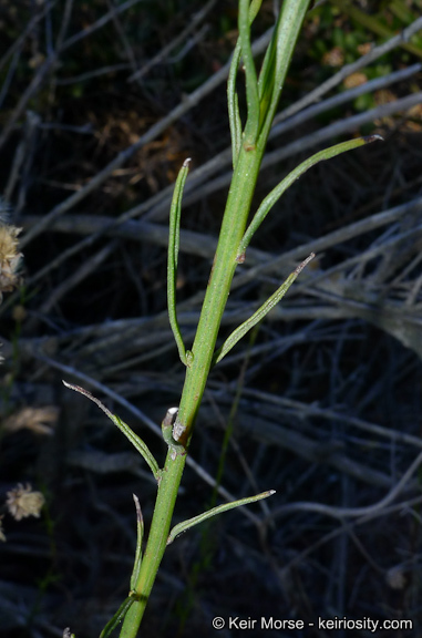 Image of Encinitis false willow