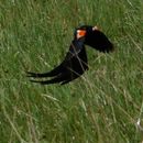 Image of Long-tailed Whydah