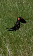 Image of Long-tailed Whydah