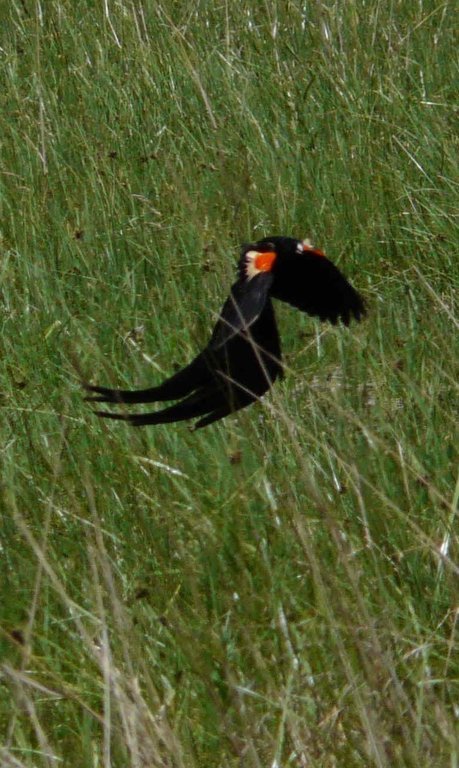 Image of Long-tailed Whydah