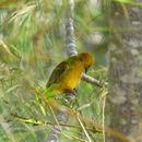 Image of Orange Weaver