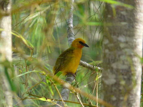 Image de Tisserin orangé