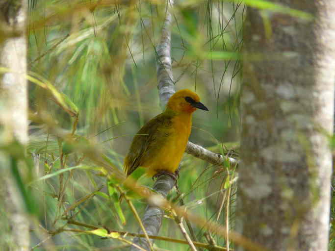 Image of Orange Weaver