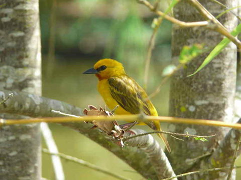 Image de Tisserin orangé