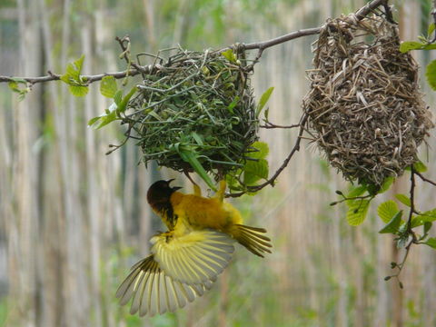 Image of Village Weaver