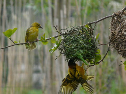 Image of Village Weaver