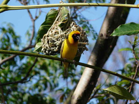 Image of African Masked Weaver