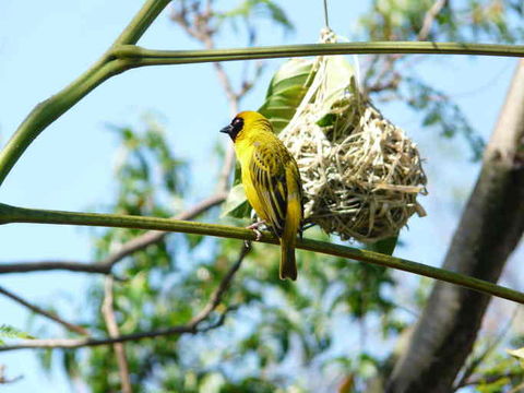 Image of African Masked Weaver