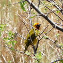 Ploceus capensis (Linnaeus 1766) resmi