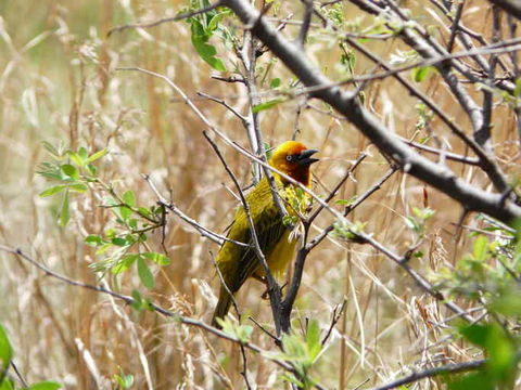 Image of Cape Weaver