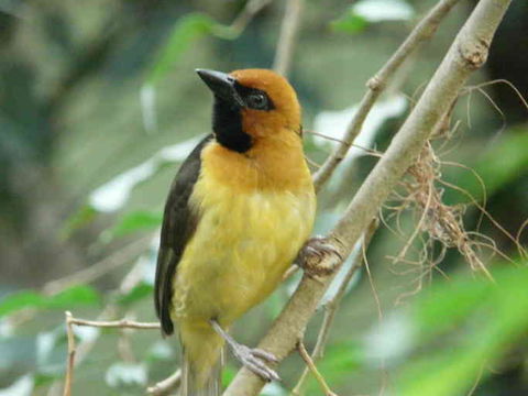 Image de Tisserin à cou noir