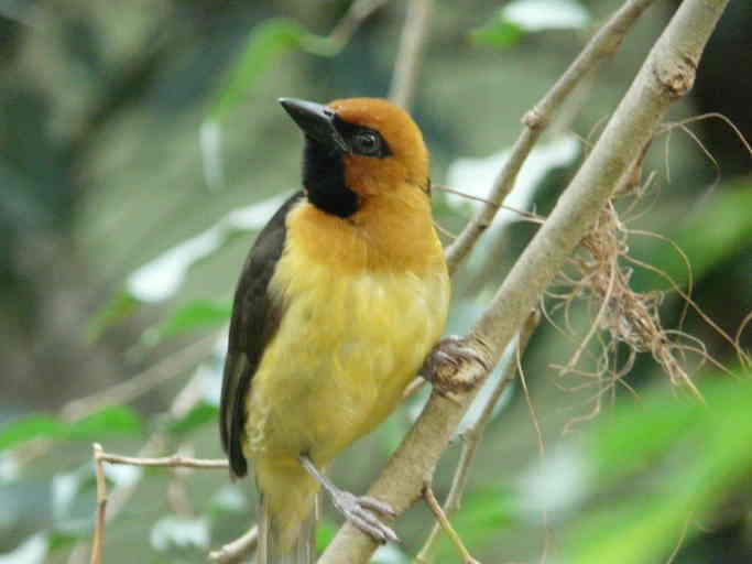 Image of Black-necked Weaver