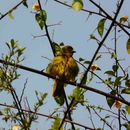 Image of African Golden Weaver