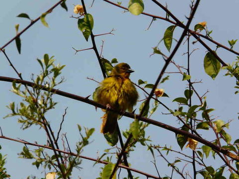 Image of African Golden Weaver