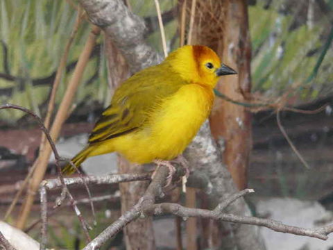 Image of Taveta Golden Weaver