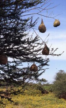 Image of Red-billed Quelea