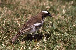 Image of White-browed Sparrow-Weaver