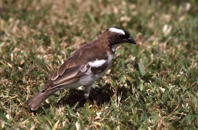 Image of White-browed Sparrow-Weaver