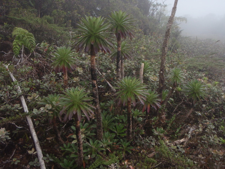 Image de Lobelia villosa (Rock) H. St. John & Hosaka