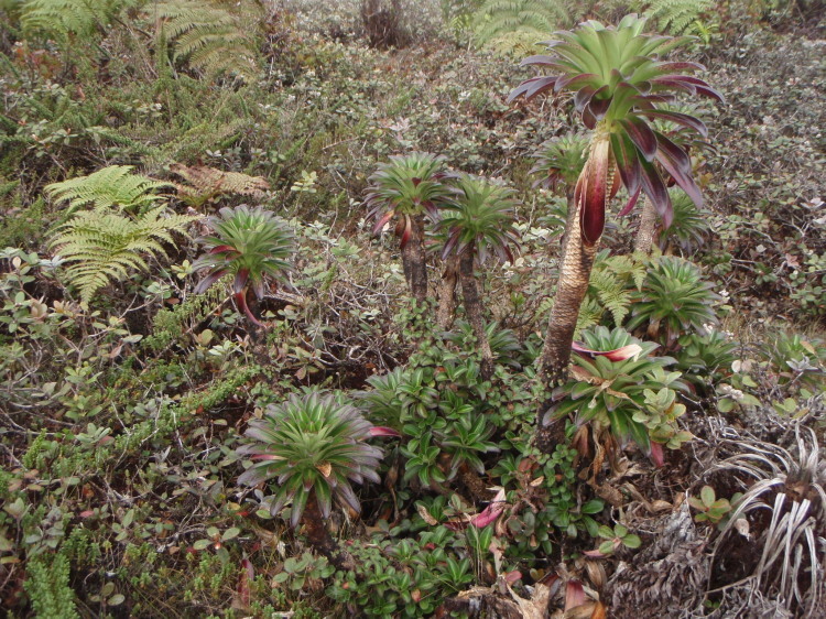 Image de Lobelia villosa (Rock) H. St. John & Hosaka