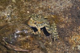 Image of Foothill yellow-legged frog