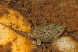 Image of Foothill yellow-legged frog