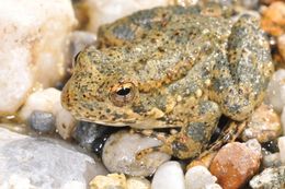 Image of Foothill yellow-legged frog