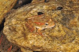 Image of Foothill yellow-legged frog