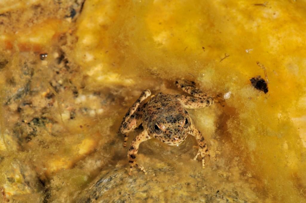 Image of Foothill yellow-legged frog