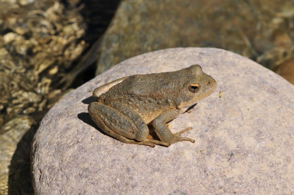 Image of Foothill yellow-legged frog