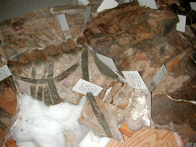 Image of <i>Callawayasaurus colombiensis</i>