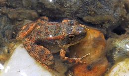 Image of Foothill yellow-legged frog