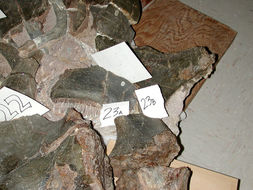 Image de <i>Callawayasaurus colombiensis</i>