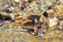 Image of Foothill yellow-legged frog