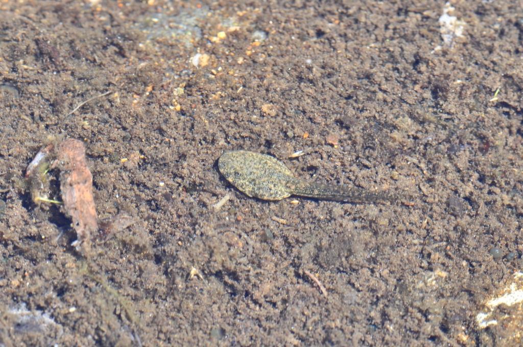 Image of Foothill yellow-legged frog