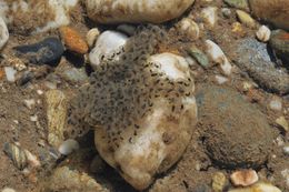 Image of Foothill yellow-legged frog