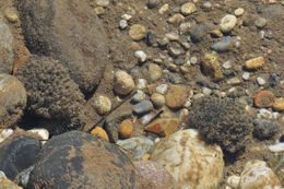 Image of Foothill yellow-legged frog