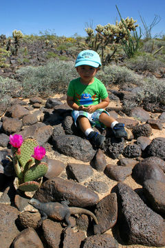 Image of Common Chuckwalla